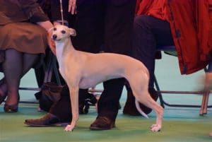 2._Lima_deed_goed_haar_best