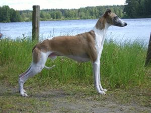 SAMSUNG DIGITAL CAMERA