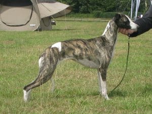 Princess ostercappeln 1