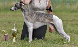 Server BIS Wismar web