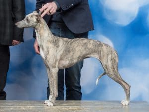 © KYNOWEB - http://www.kynoweb.com/ - Photo by Ernst von Scheven