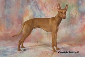 Armani_in_stand_foto_roberto