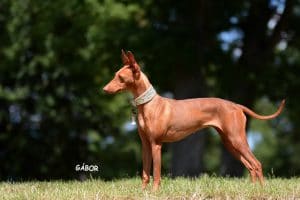 gabor foto moomi stand klein klerin