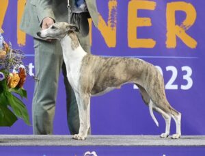 Bombee Sarajevo winner alleen